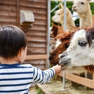 Picture of a boy feeding animals